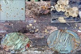 Attēlu rezultāti vaicājumam “Hyalorbilia inflatula”