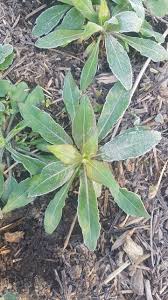 Attēlu rezultāti vaicājumam “Oenothera biennis leaf”