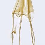 Attēlu rezultāti vaicājumam “Lyonetia prunifoliella”