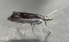 Attēlu rezultāti vaicājumam “Ypsolopha scabrella”