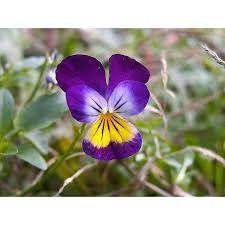 Attēlu rezultāti vaicājumam “Viola tricolor flower”