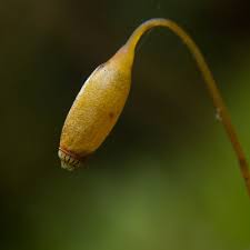 Attēlu rezultāti vaicājumam “Aulacomnium androgynum sporophyte”
