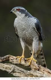 Attēlu rezultāti vaicājumam “Accipiter gentilis adult”