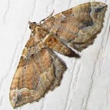 Attēlu rezultāti vaicājumam “Pelurga comitata”