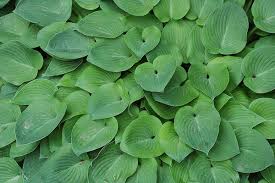 Attēlu rezultāti vaicājumam “Hosta sp. leaf”