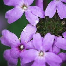 Attēlu rezultāti vaicājumam “Aphelia viburniana”