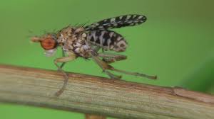 Attēlu rezultāti vaicājumam “Trypetoptera punctulata”
