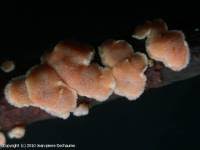 Attēlu rezultāti vaicājumam “Aleurodiscus amorphus”