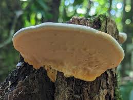 Attēlu rezultāti vaicājumam “Rigidoporus crocatus”