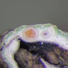 Attēlu rezultāti vaicājumam “Dermatocarpon luridum”