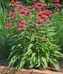 Image result for Sonnenhut