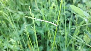 Attēlu rezultāti vaicājumam “Poa trivialis leaf”