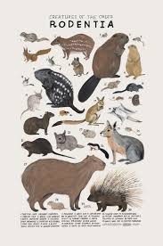 Attēlu rezultāti vaicājumam “Rodentia”