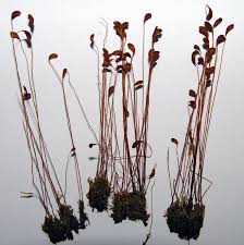 Attēlu rezultāti vaicājumam “Funaria hygrometrica”