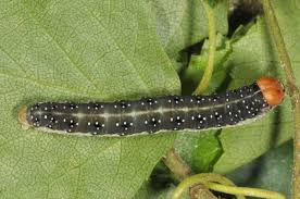 Attēlu rezultāti vaicājumam “Achlya flavicornis”
