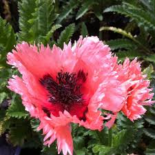 Image result for Papaver orientale