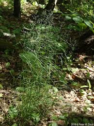 Attēlu rezultāti vaicājumam “Poa nemoralis fruit”