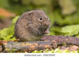 Attēlu rezultāti vaicājumam “Microtus agrestis”