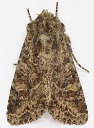 Attēlu rezultāti vaicājumam “Apamea remissa”