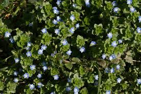 Attēlu rezultāti vaicājumam “Veronica filiformis flower”