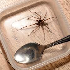 Attēlu rezultāti vaicājumam “Tegenaria sp.”