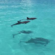 Image result for Belfairs Dolphins Snorkelling Club