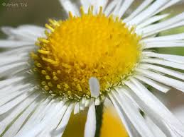 Attēlu rezultāti vaicājumam “Erigeron annuus flower”