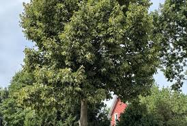 Attēlu rezultāti vaicājumam “Tilia”