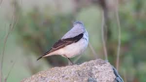 Attēlu rezultāti vaicājumam “Oenanthe oenanthe male”