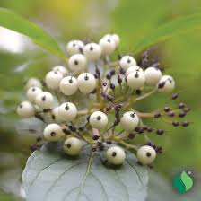 Attēlu rezultāti vaicājumam “Cornus sericea fruit”