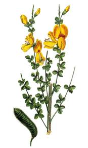 Attēlu rezultāti vaicājumam “Cytisus scoparius”