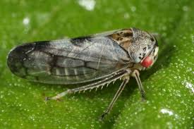 Attēlu rezultāti vaicājumam “Oncopsis sp.”