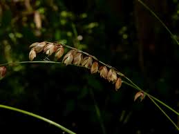 Attēlu rezultāti vaicājumam “Melica nutans flower”