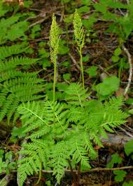 Attēlu rezultāti vaicājumam “Botrychium virginianum”