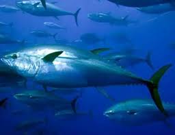 Image result for Thunnus alalunga