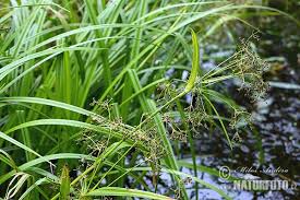 Attēlu rezultāti vaicājumam “Scirpus sylvaticus”