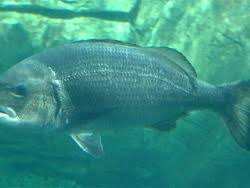 Image result for Cymatoceps nasutus