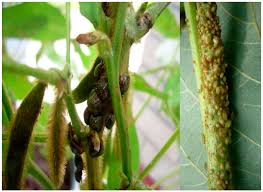 Attēlu rezultāti vaicājumam “Cribraria sp.”