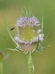 Image result for Dipsacus silvestris