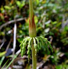 Attēlu rezultāti vaicājumam “Equisetum sylvaticum”