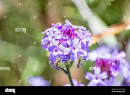 Attēlu rezultāti vaicājumam “Badhamia lilacina macro”