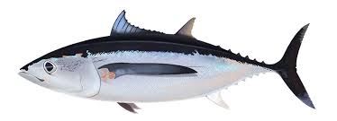 Image result for Thunnus alalunga