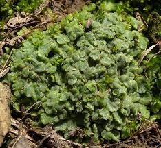 Attēlu rezultāti vaicājumam “Riccia”