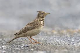 Image result for Galerida cristata