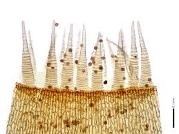 Attēlu rezultāti vaicājumam “Pohlia elongata”