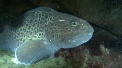 Image result for Anarhichas minor