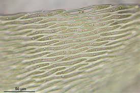 Attēlu rezultāti vaicājumam “Pleurozium schreberi”