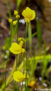 Attēlu rezultāti vaicājumam “Utricularia vulgaris flower”
