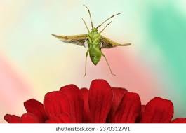 Attēlu rezultāti vaicājumam “Pantilius tunicatus imago”