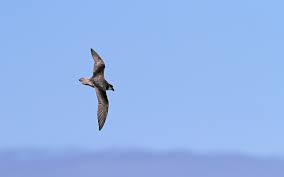 Image result for Pterodroma feae